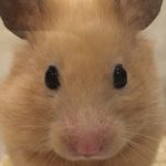 ゴールデンハムスター(キンクマ)