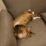 寝方がかわいい