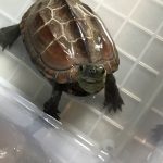 可愛いゼニ子