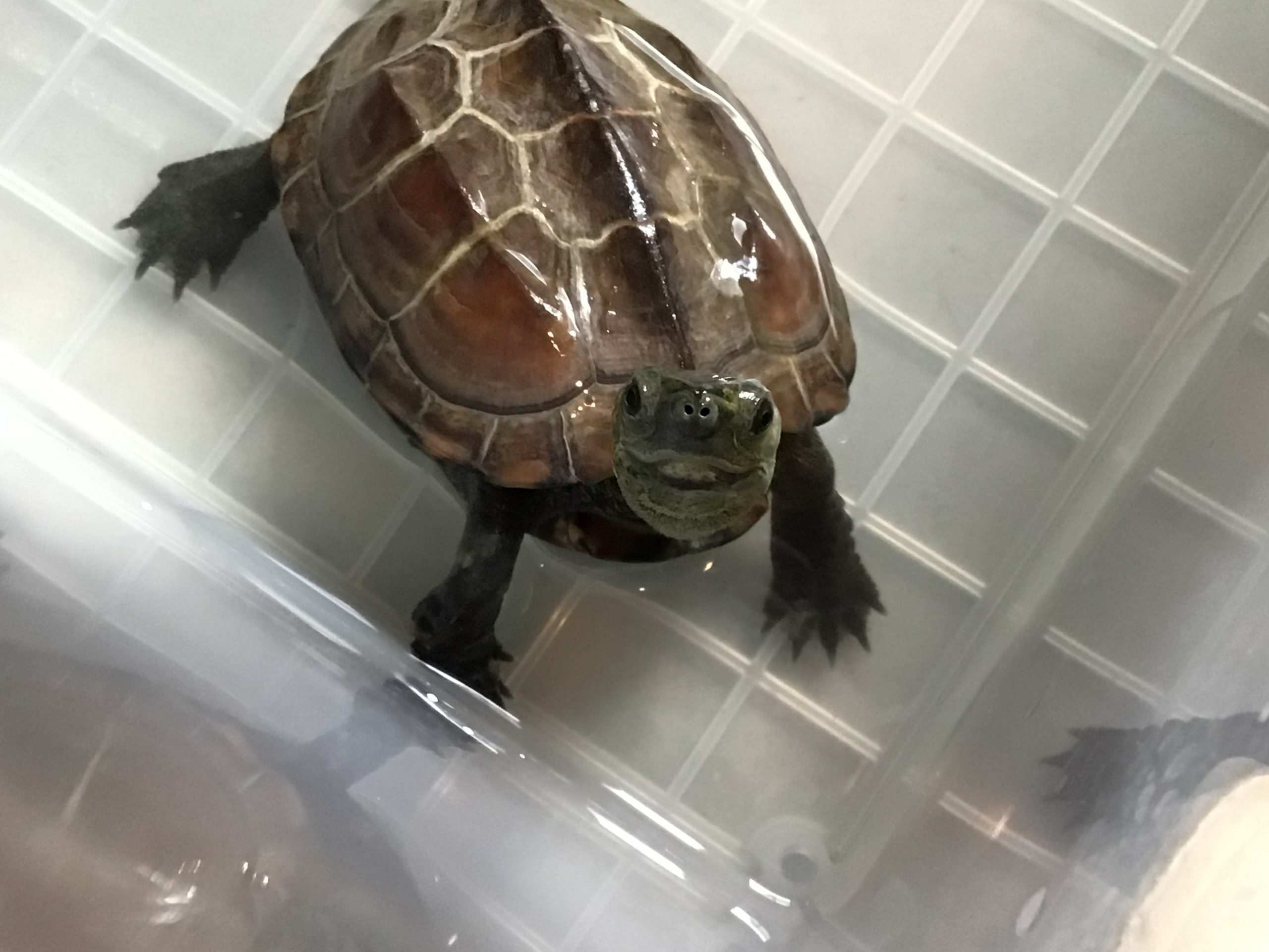 可愛いゼニ子