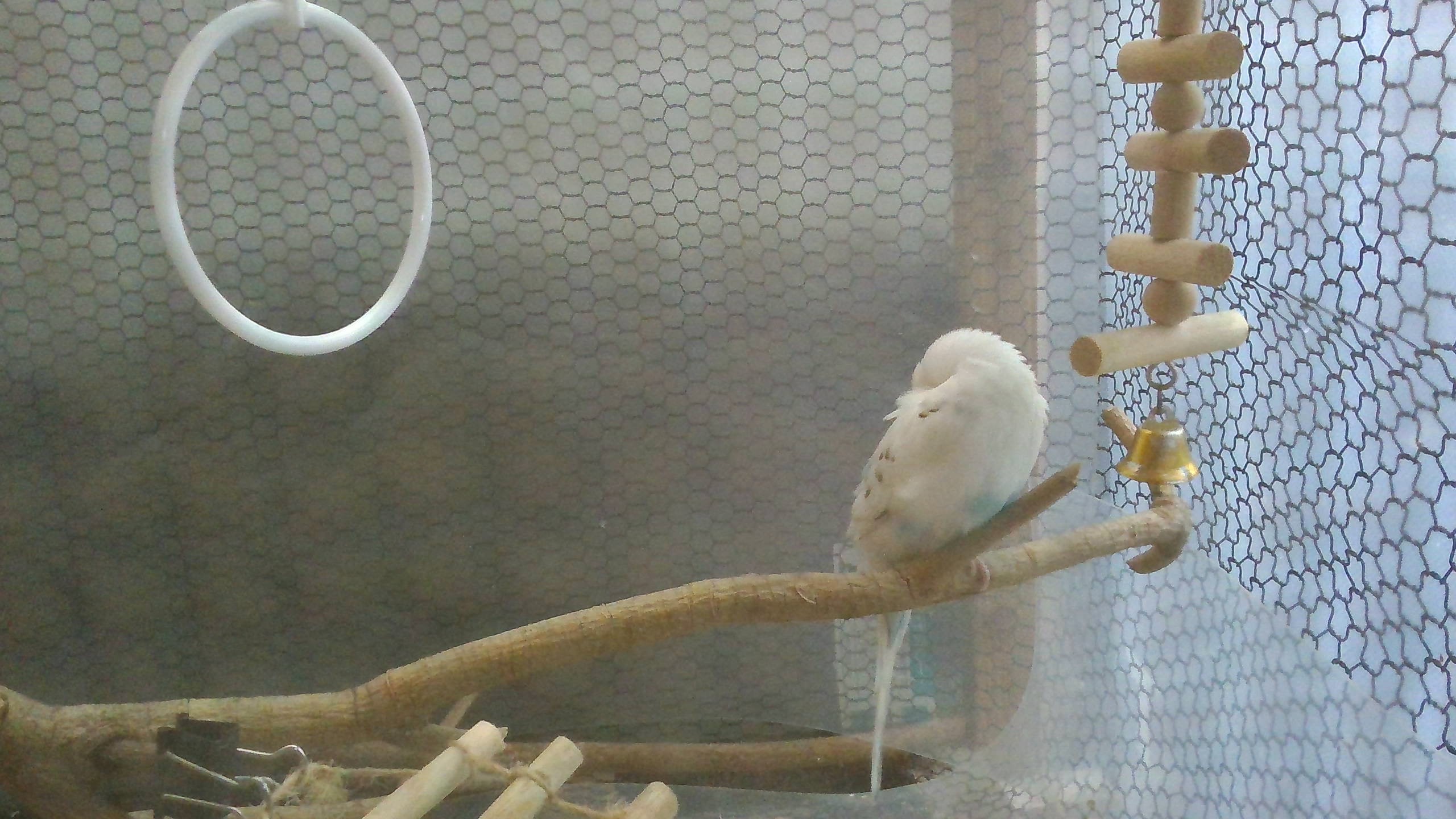しろちゃん