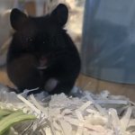 ハムスター好きの女