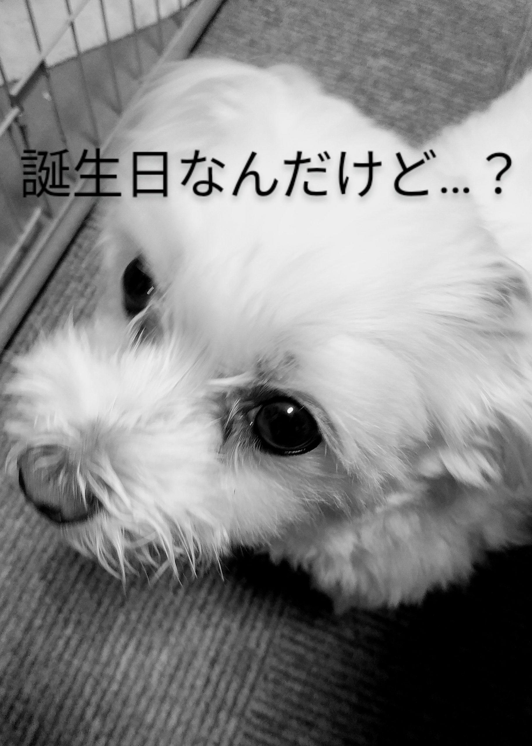 うちの癒やしが係