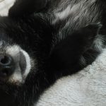 運動神経抜群犬