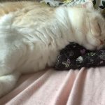 うちのぬこ