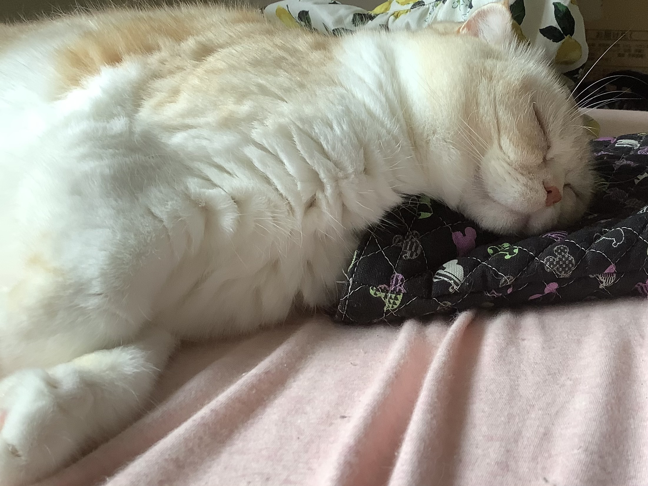 うちのぬこ