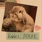 うちのうさたん