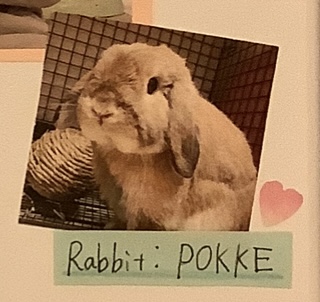 うちのうさたん