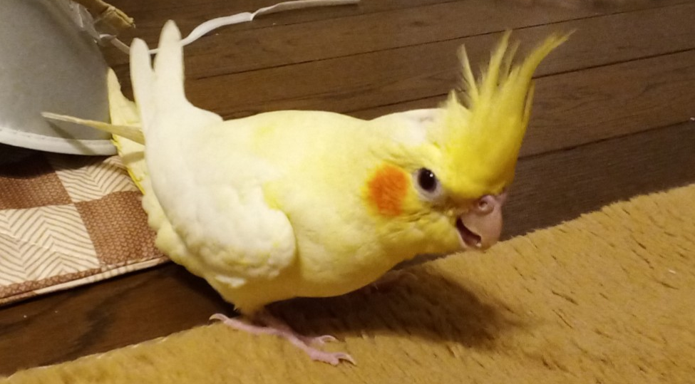 ゆらりちゃん