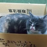 うちのデブネコ女王様みおちゃん