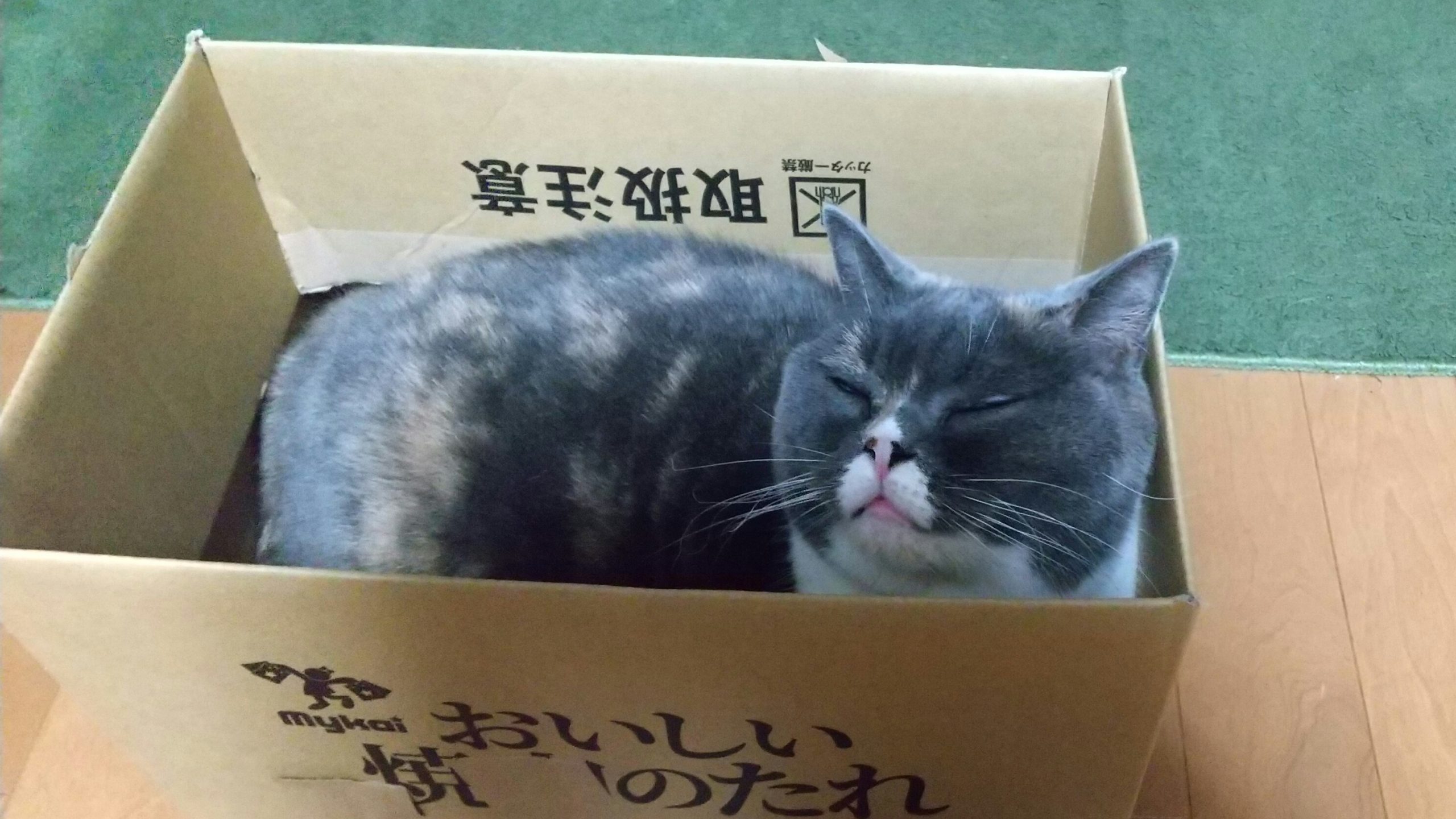 うちのデブネコ女王様みおちゃん