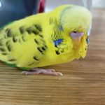 セキセイインコの羽音