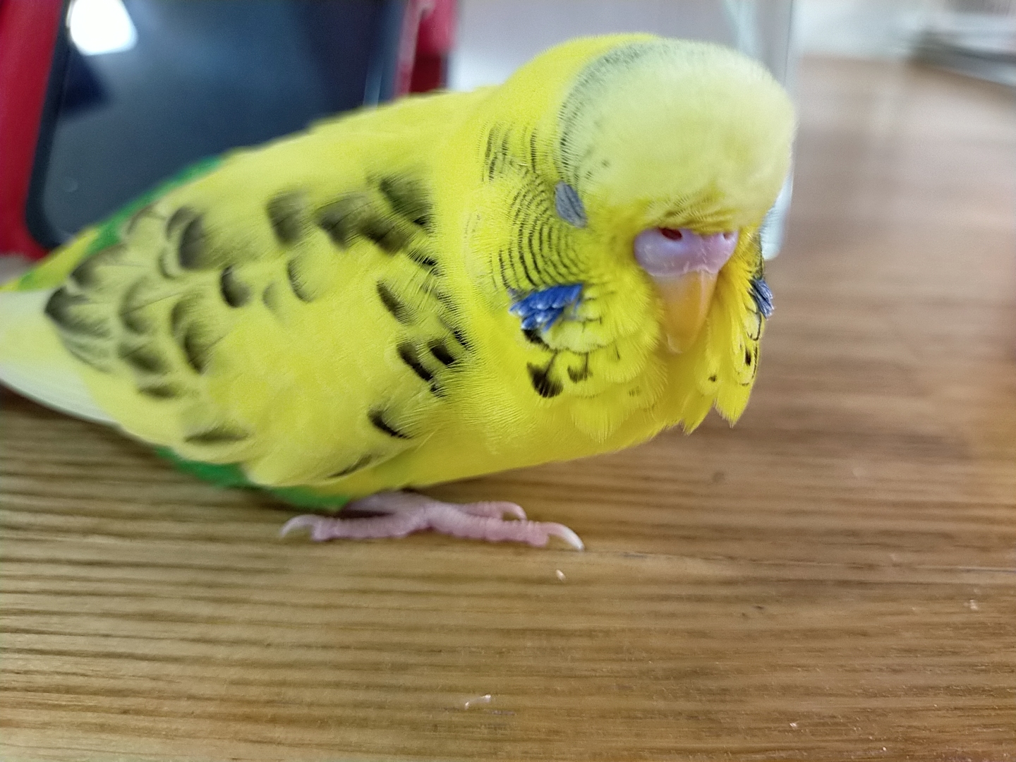 セキセイインコの羽音