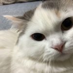ひめ　ラガマフィン