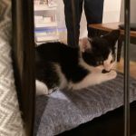 ハチワレ二毛