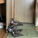 私の犬