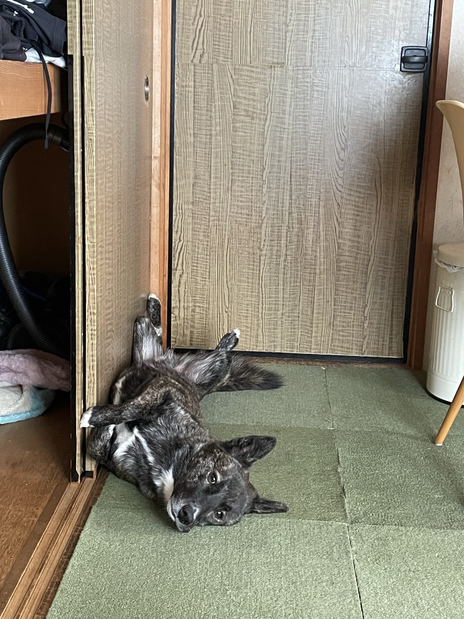 私の犬