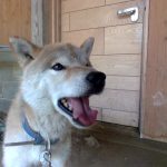 犬種・柴犬　　名前・そら