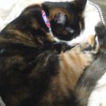 三毛猫のとろ！