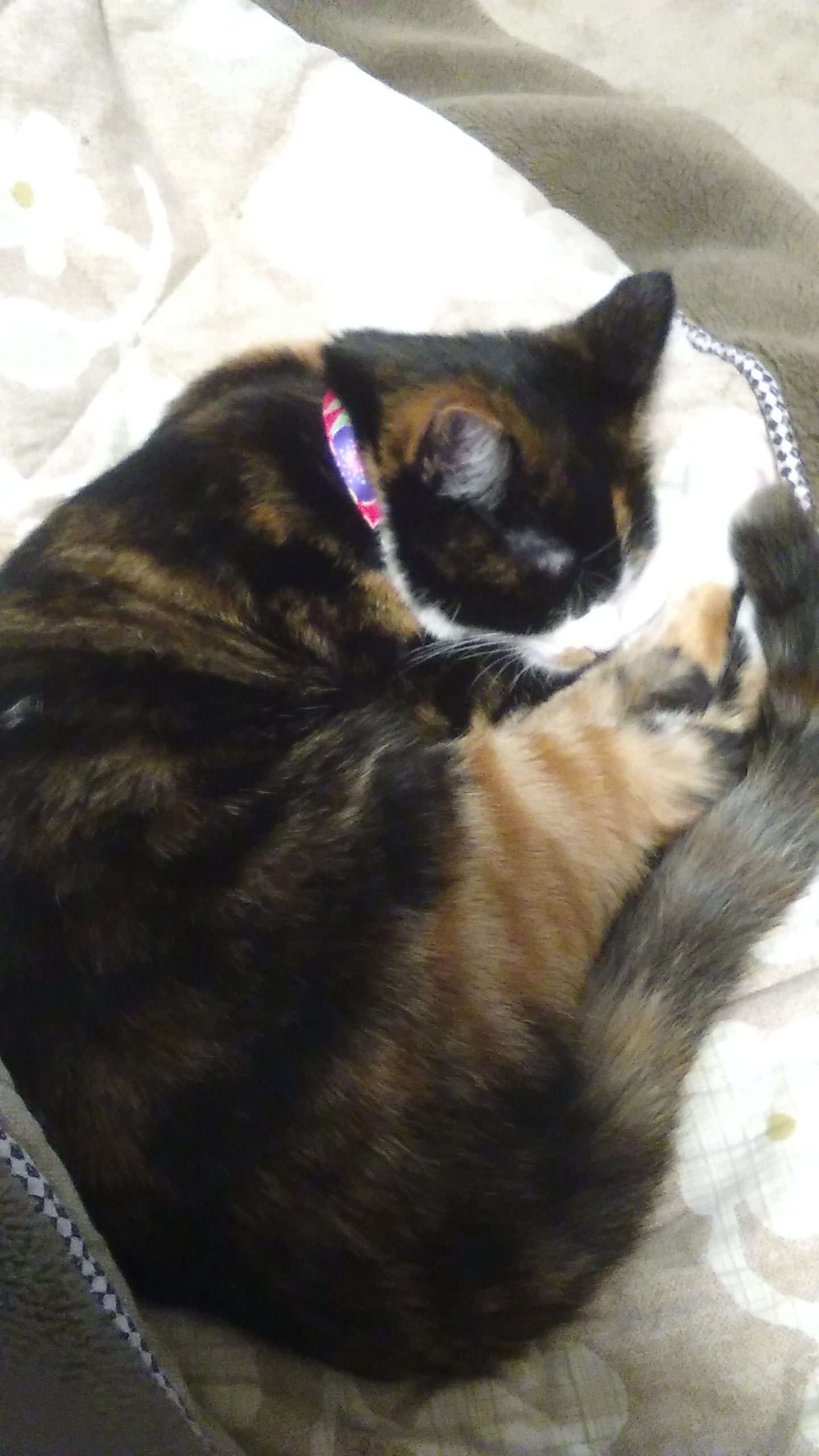 三毛猫のとろ!