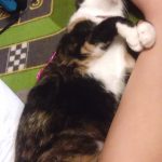 三毛猫のとろ！第二段！！