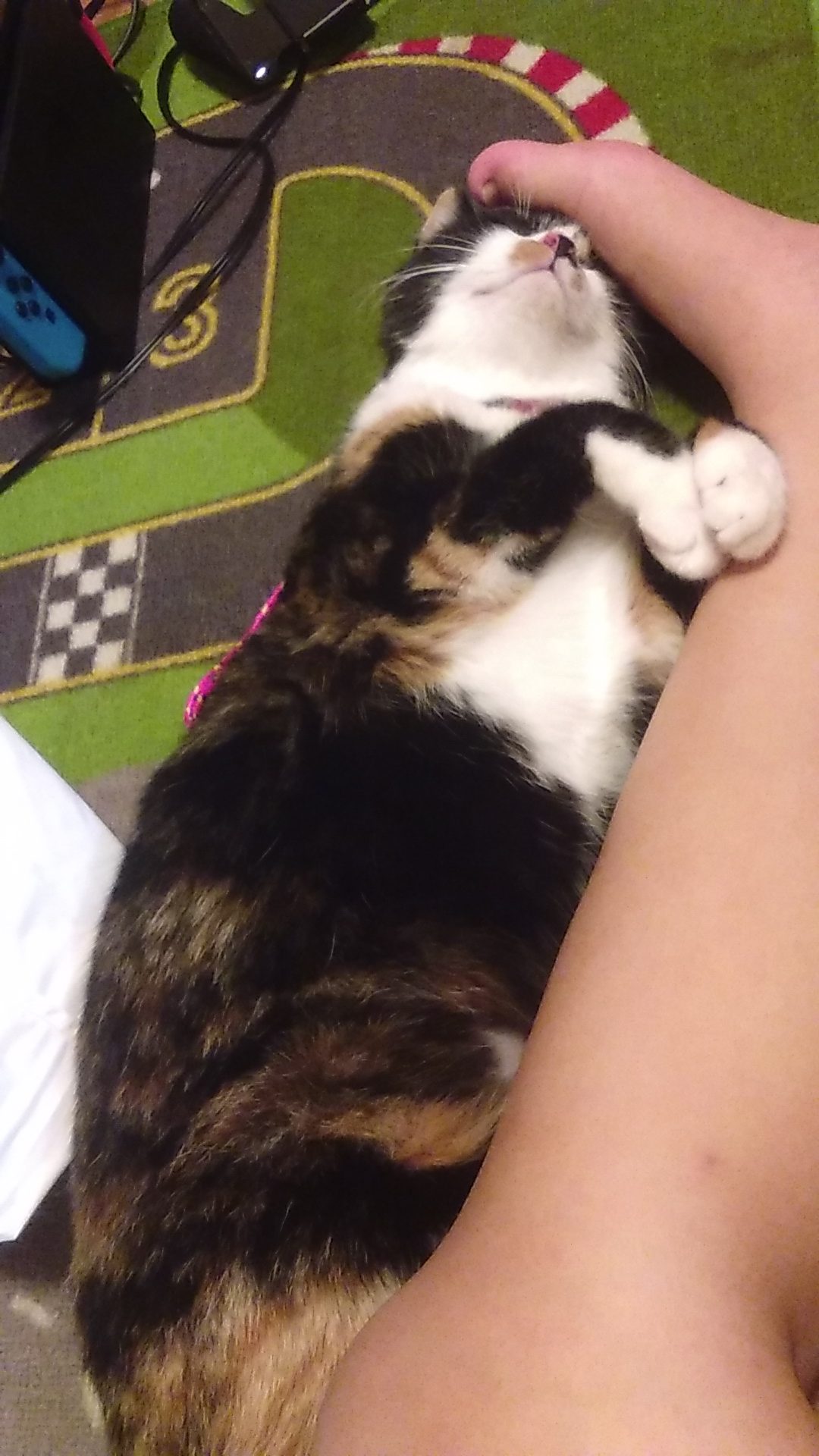 三毛猫のとろ!第二段!!