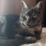 ちゅ〜る大好き猫