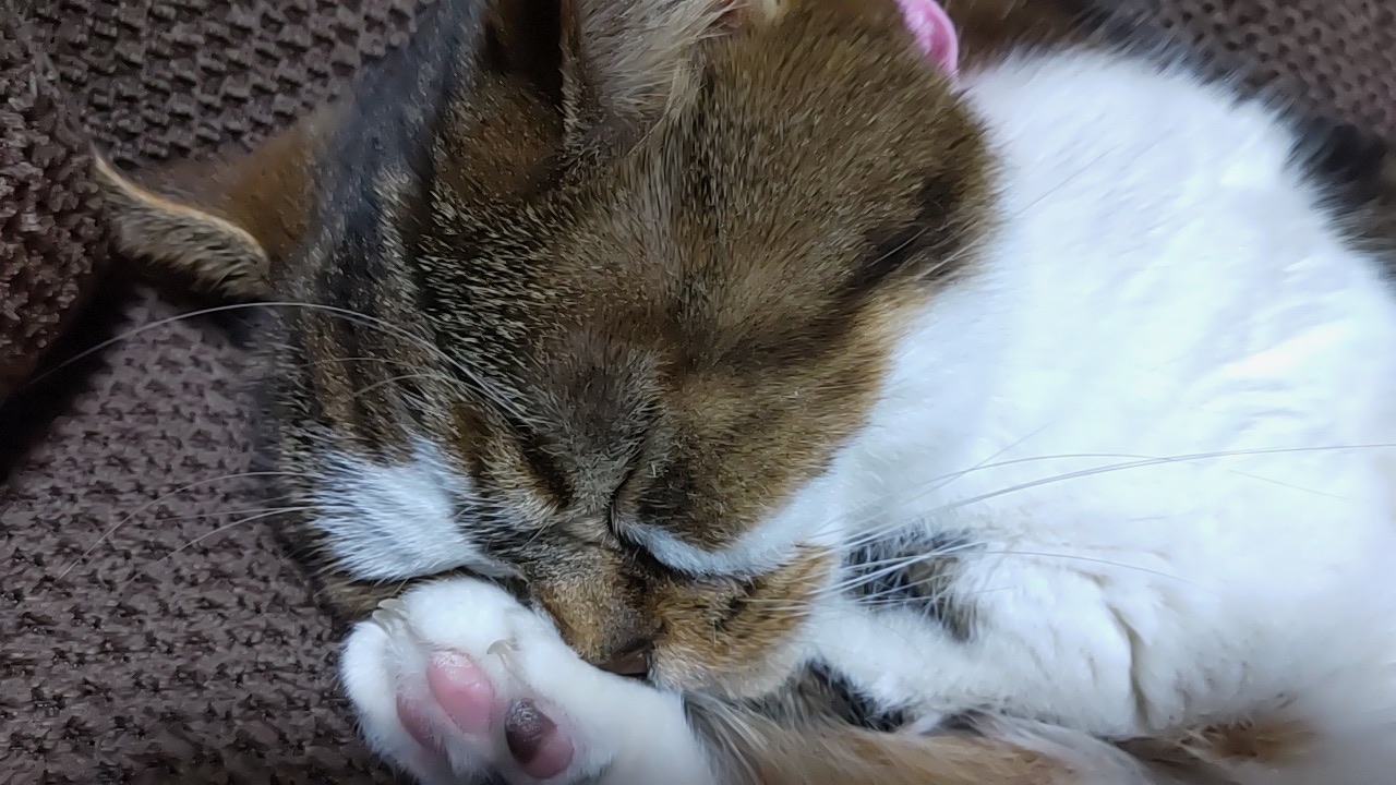 スコティッシュフォールドのちょこ