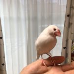 白文鳥のおこめ
