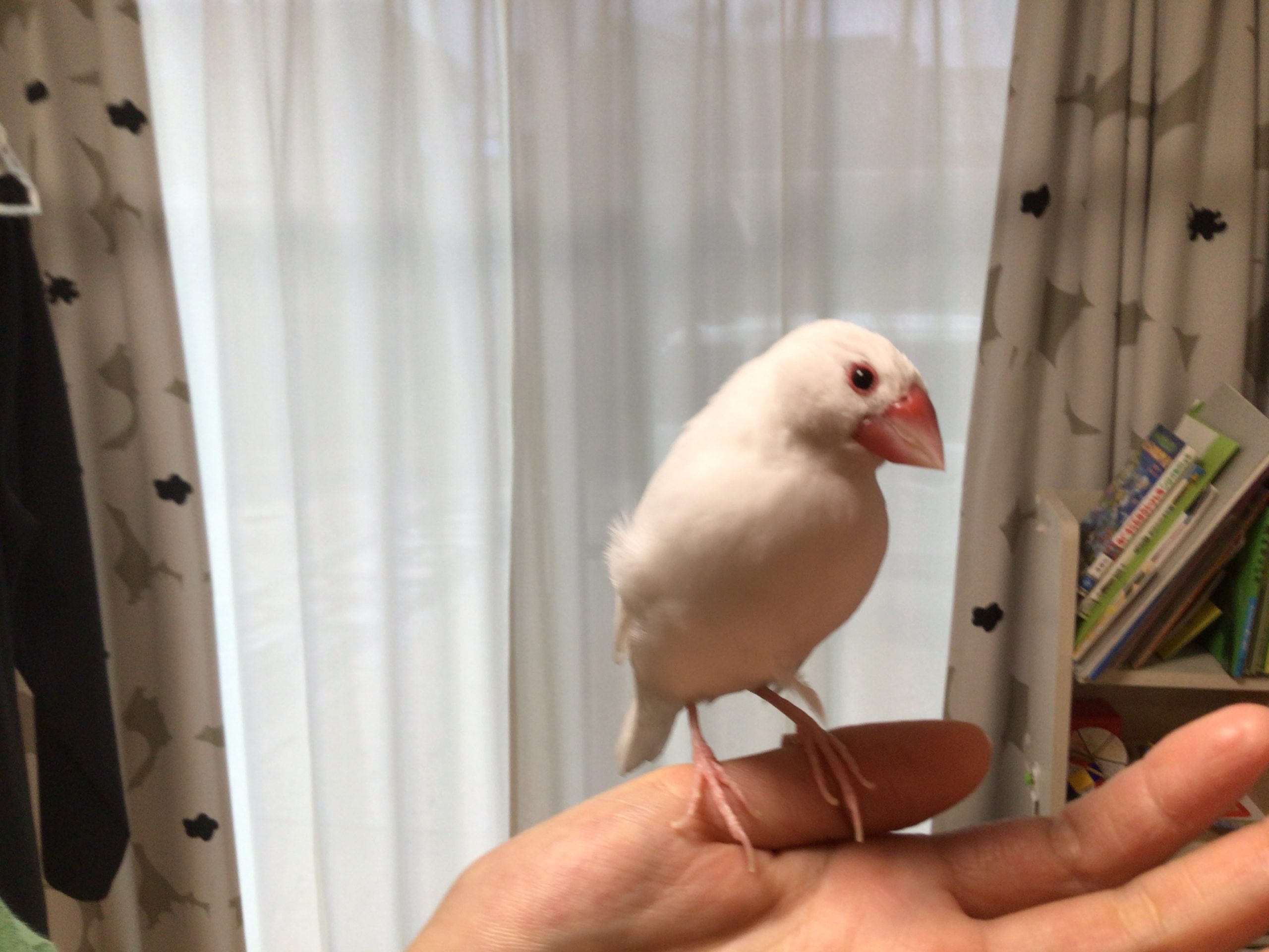 白文鳥のおこめ