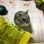 ありがとう、ぐり。
