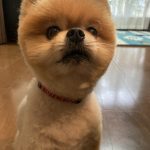 ポメラニアンのカズ