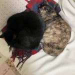 可愛い猫たち♡