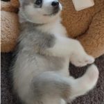 ごろりんエース余裕綽々って事か？