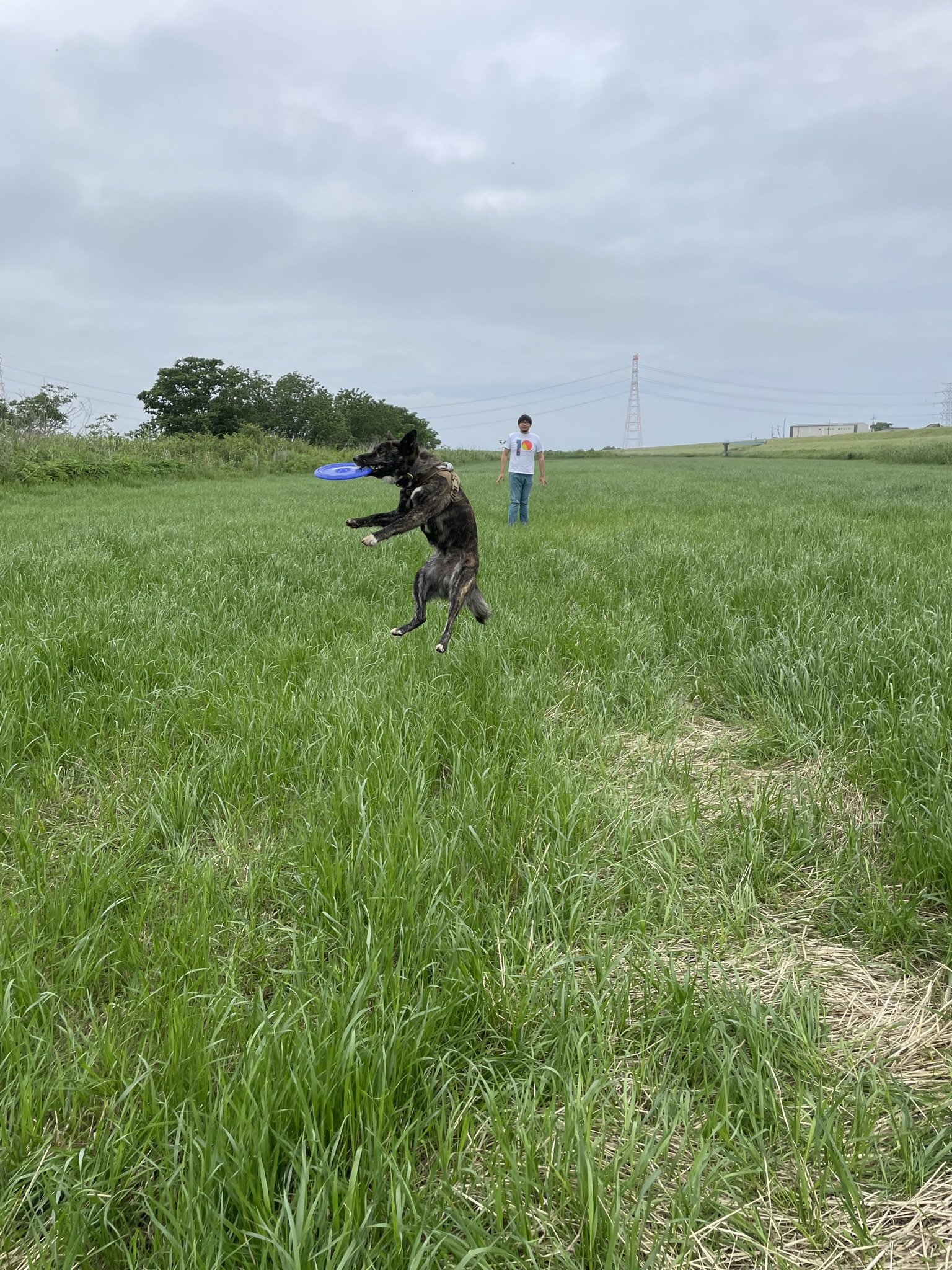 ミックス犬の福くん