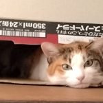 うちのチョコ❣