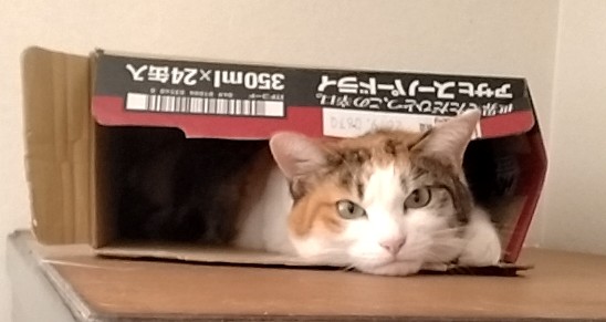うちのチョコ❣