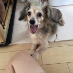 家のアイドルチョコちゃん
