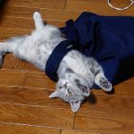 ブリティッシュのトト子ちゃん
