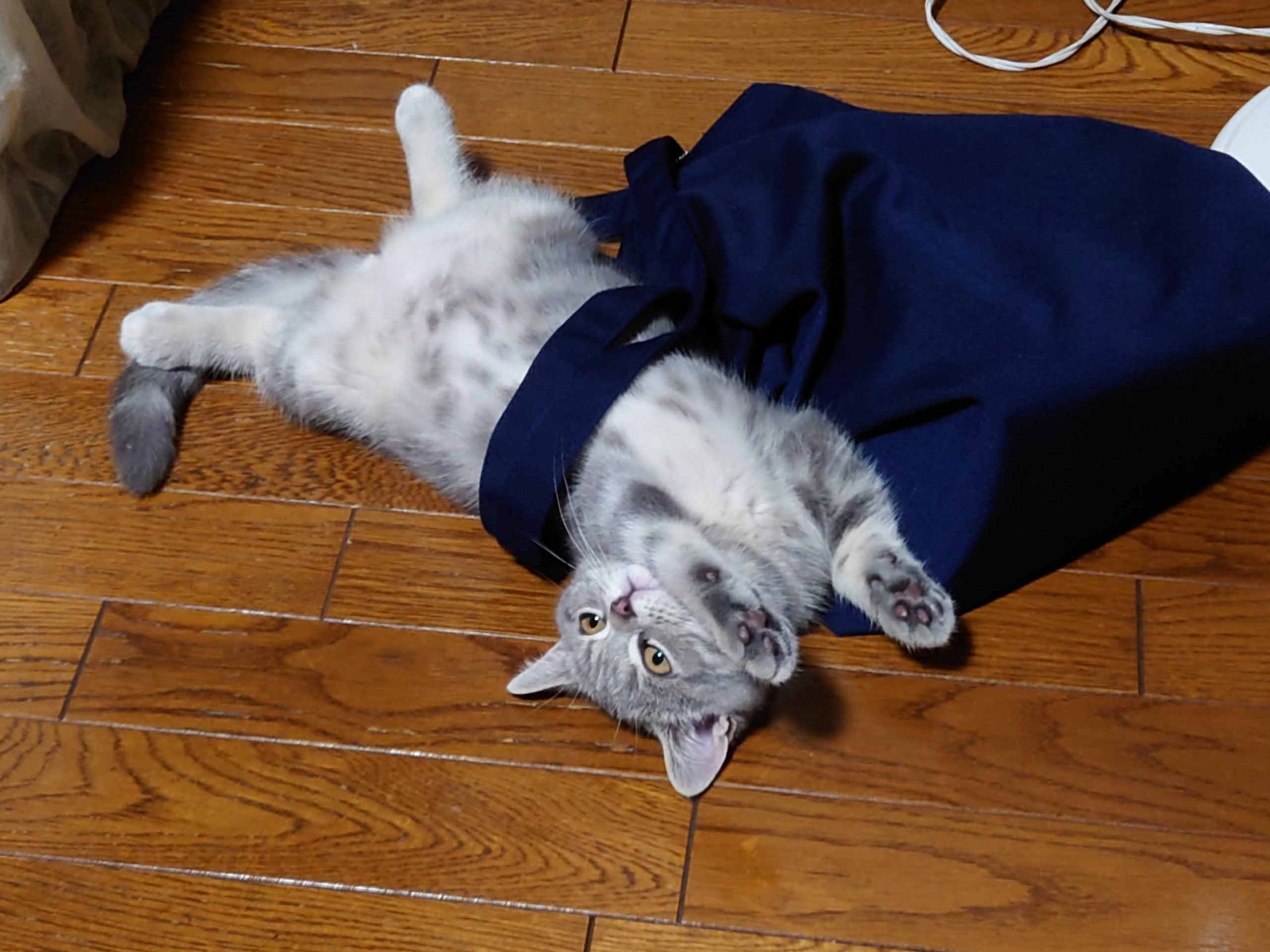 ブリティッシュのトト子ちゃん
