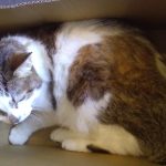 箱にすっぽりはまったねこ