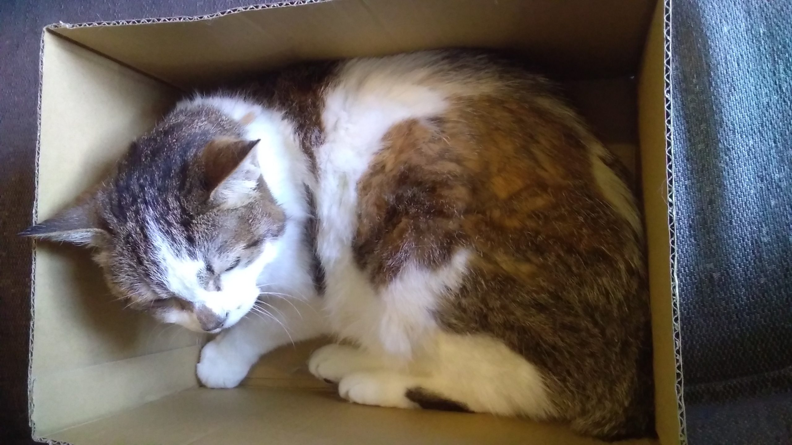 箱にすっぽりはまったねこ
