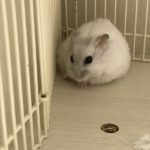 パールホワイトジャンガリアンハムスター