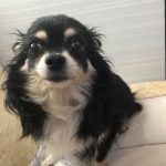 チワワ　キャンディ