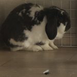 うさぎ　クッキー