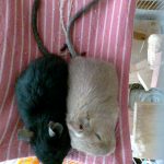 デグーのまめちゃんときなこちゃん
