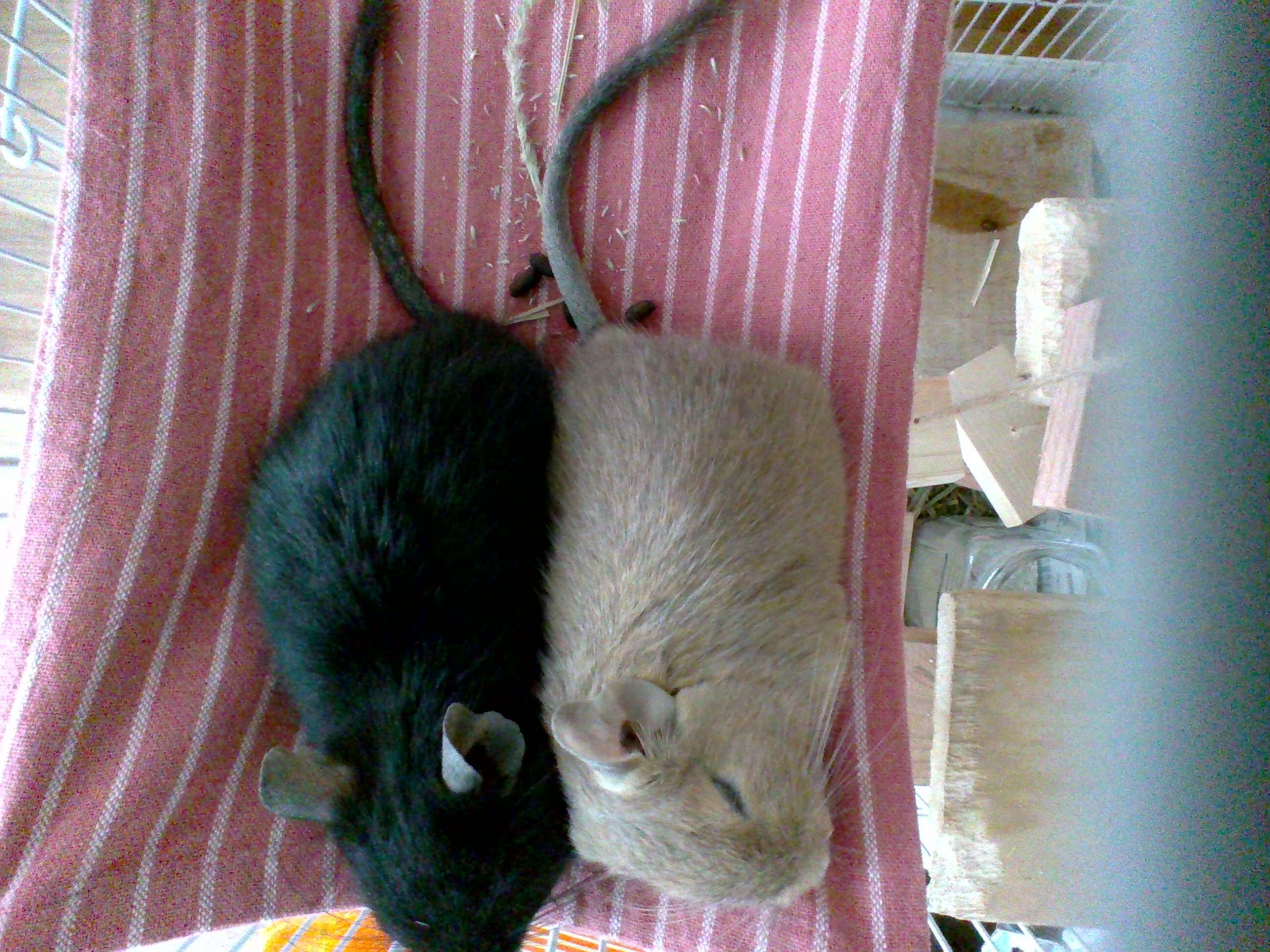 デグーのまめちゃんときなこちゃん