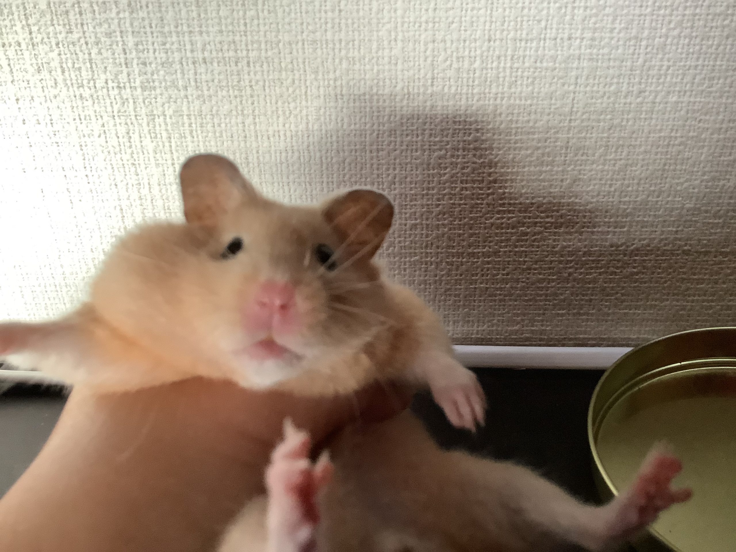 おから(キンクマハムスター)