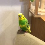 セキセイインコのまめ