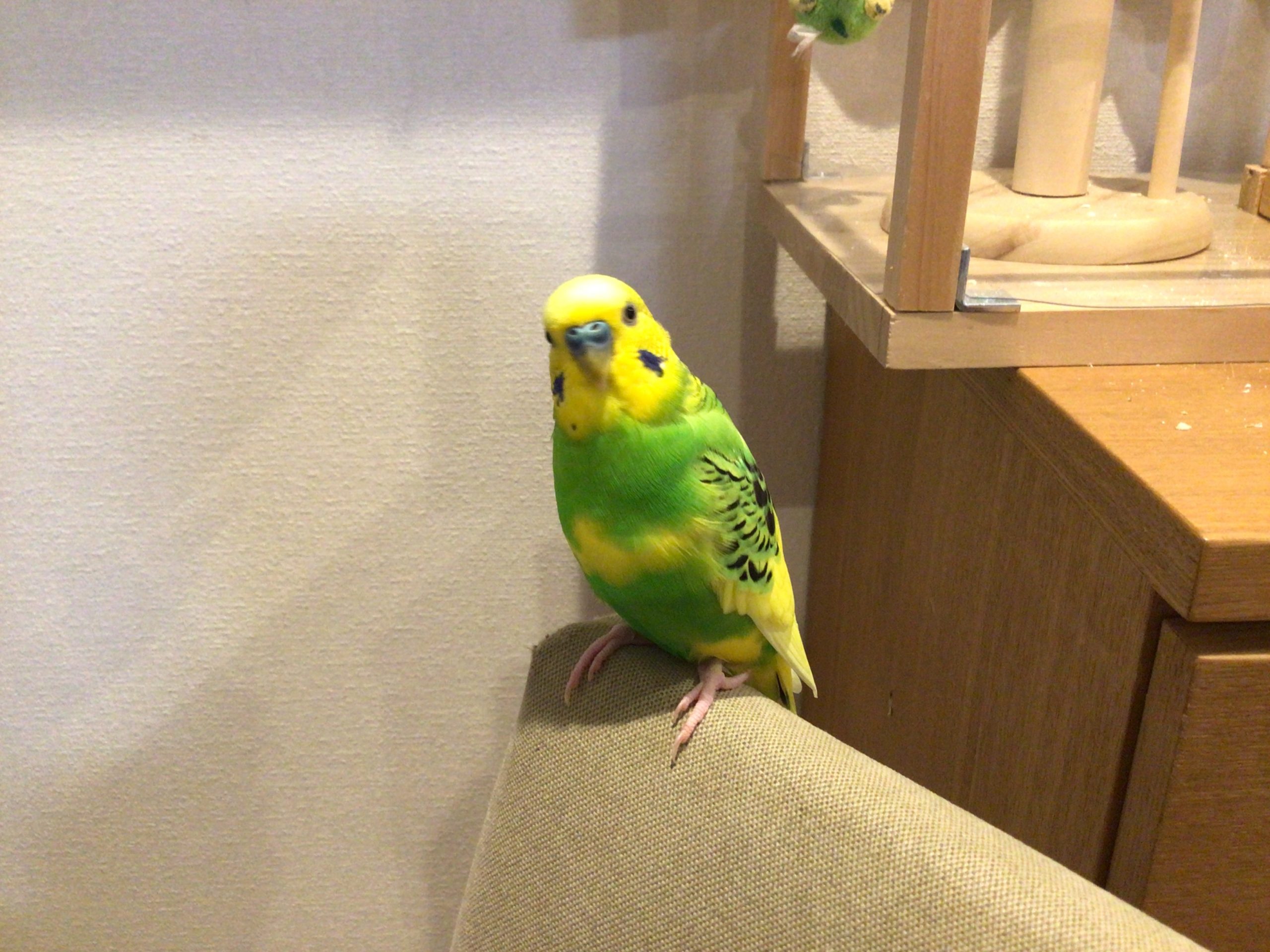 セキセイインコのまめ